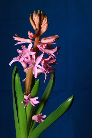 Проросший Гиацинт