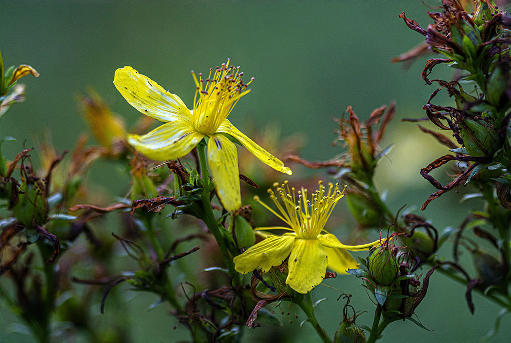 Зверобой Продырявленный / Hypericum perforatum