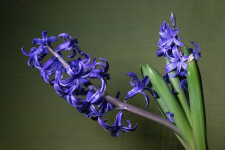 Синий Гиацинт