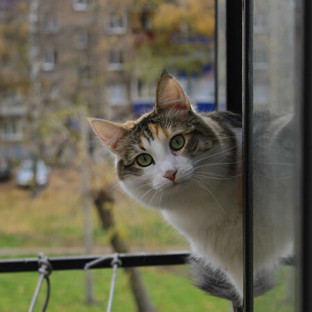 Мяу-мяу, Котики, вперёд! | Adrian Ver. | Клуб Foto.ru