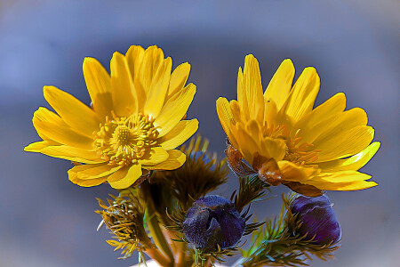 Адонис весенний