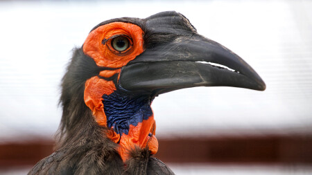 Кафрский рогатый ворон