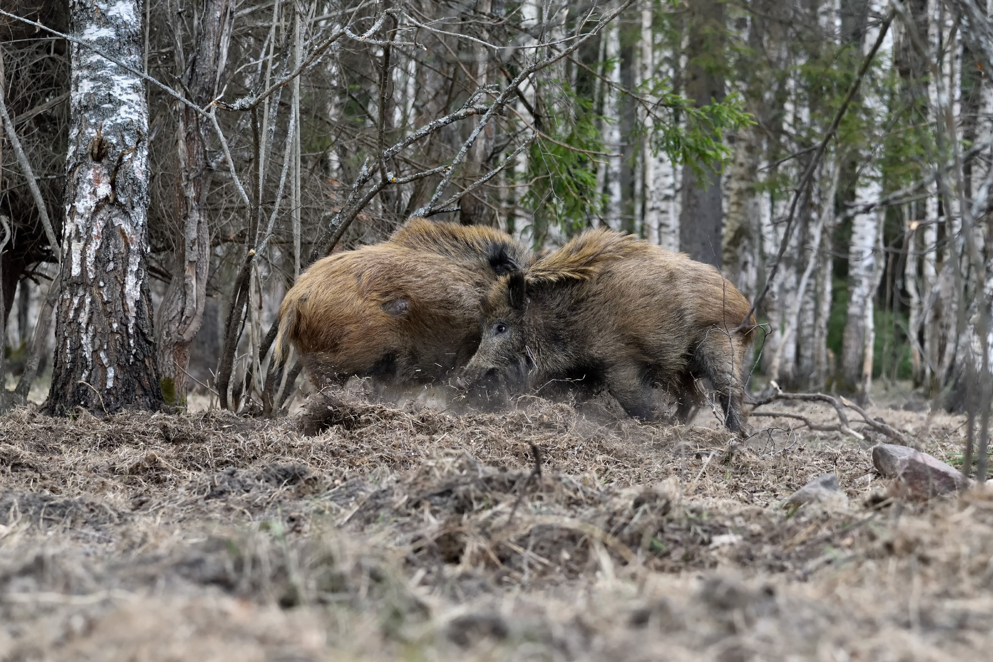 поединок