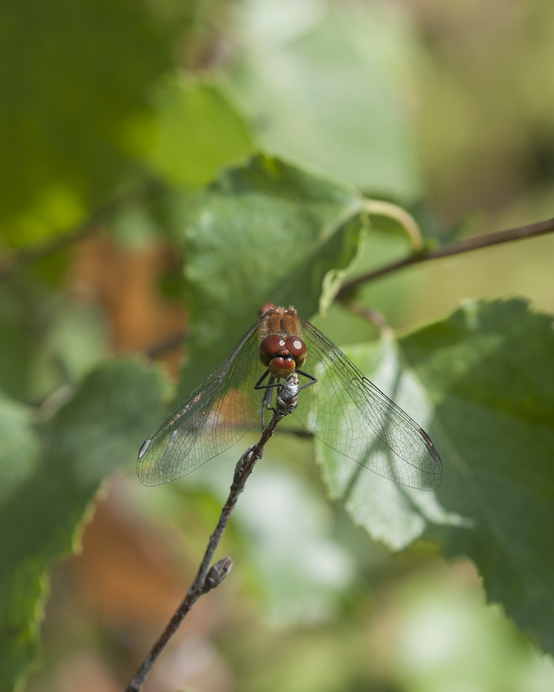 sympetrum 