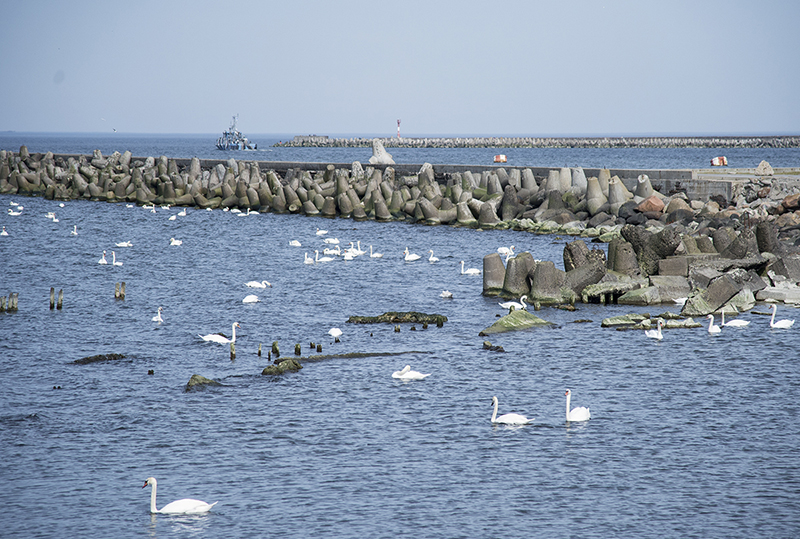 Лебеди в море