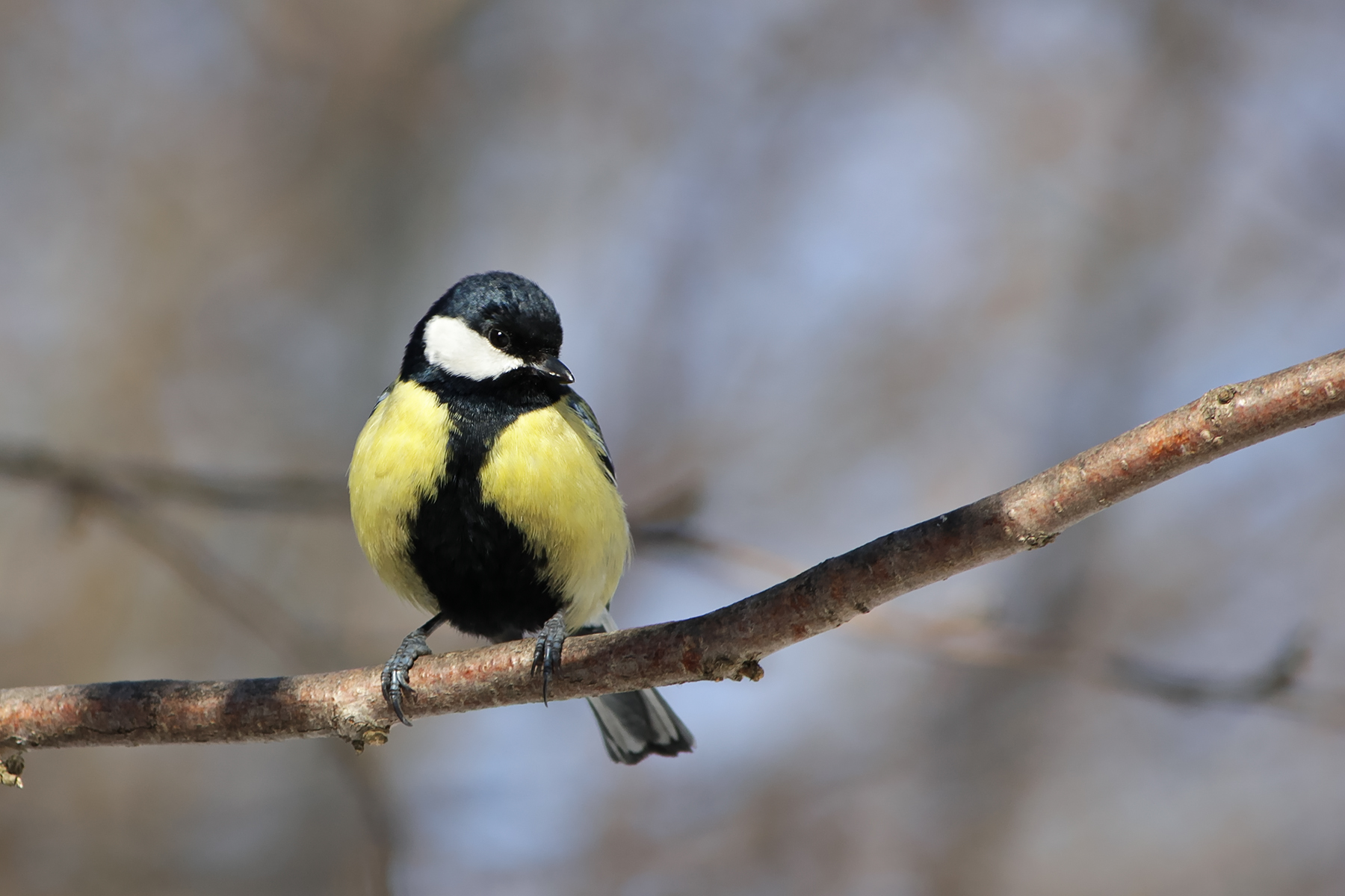 Большак (Parus major)