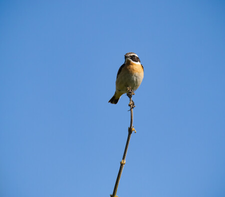 Луговой чекан