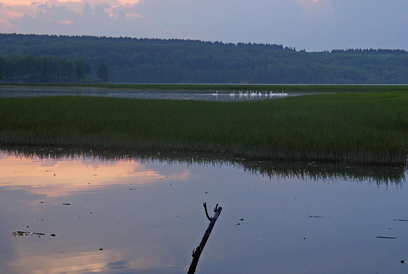 Лебеди.