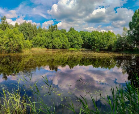 Заросший пруд