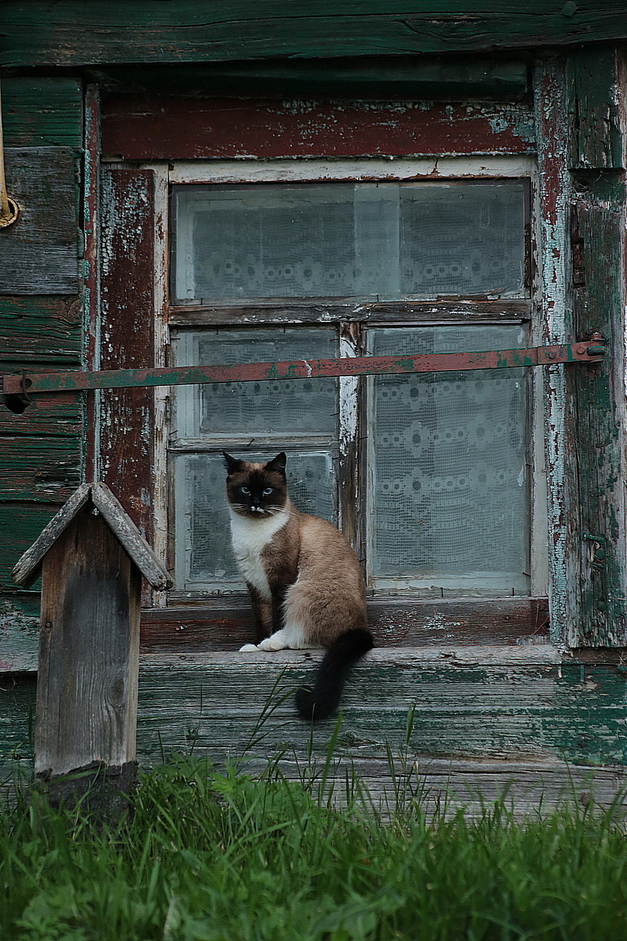 Котейка из Торжка)