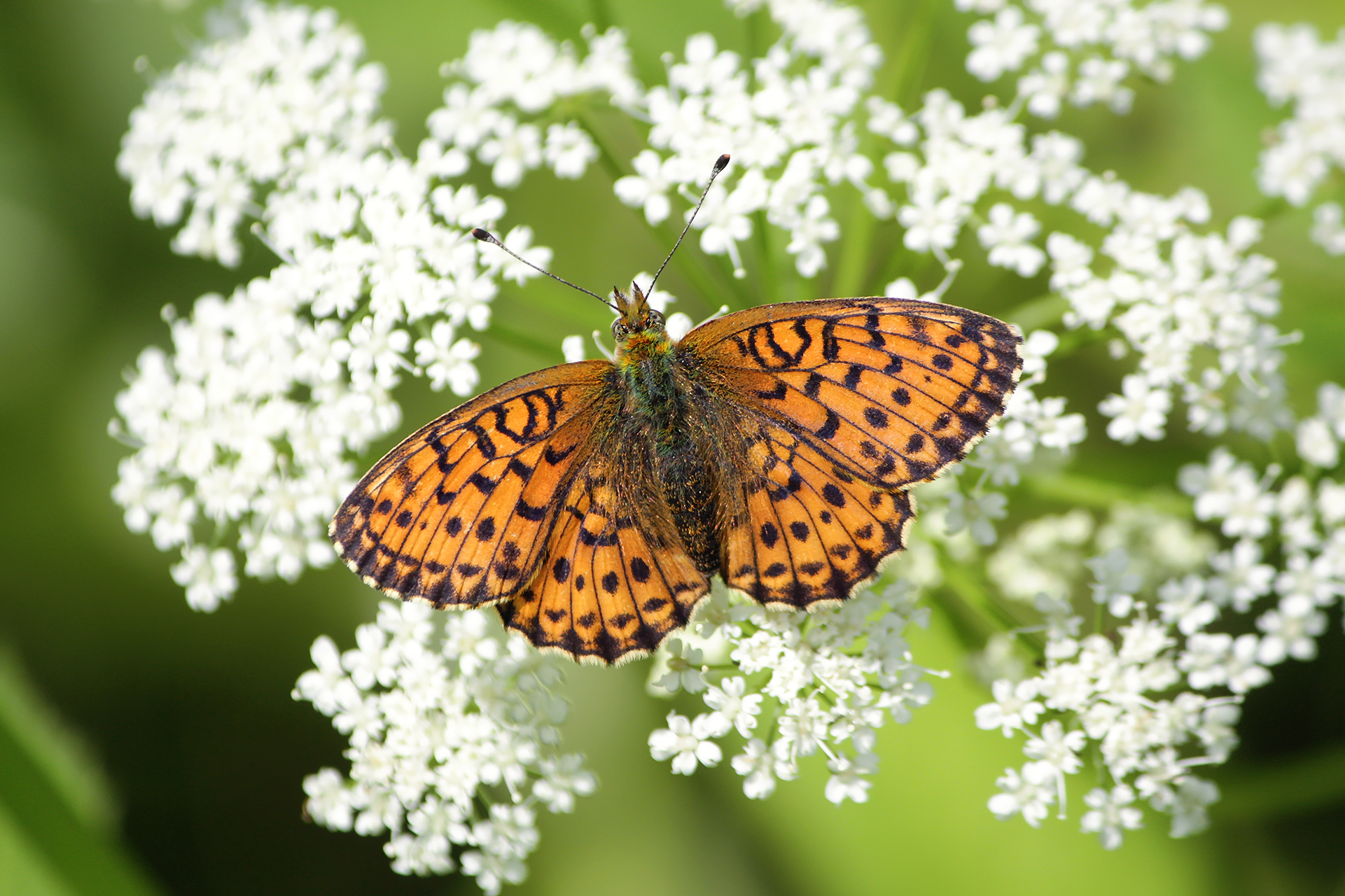 Перламутровка большая (Argynnis paphia)