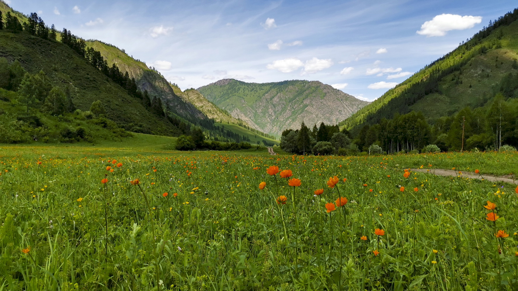 полянка с огоньками