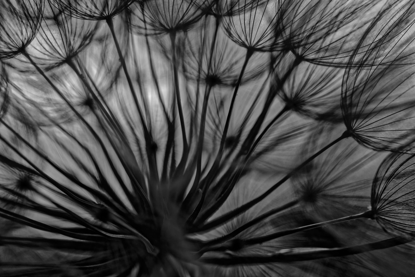 dandelion