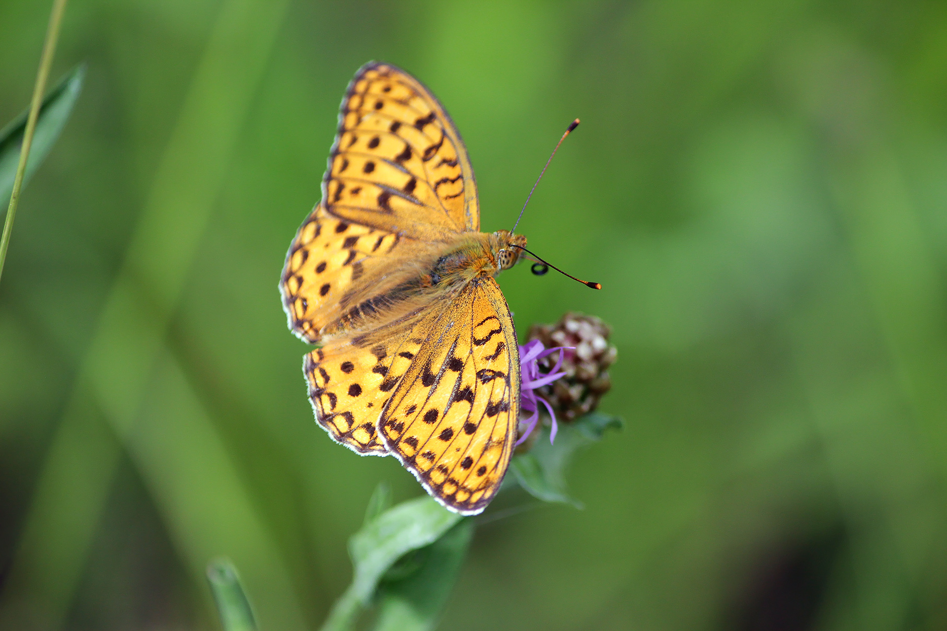 Перламутровка Аглая (Speyeria aglaja)