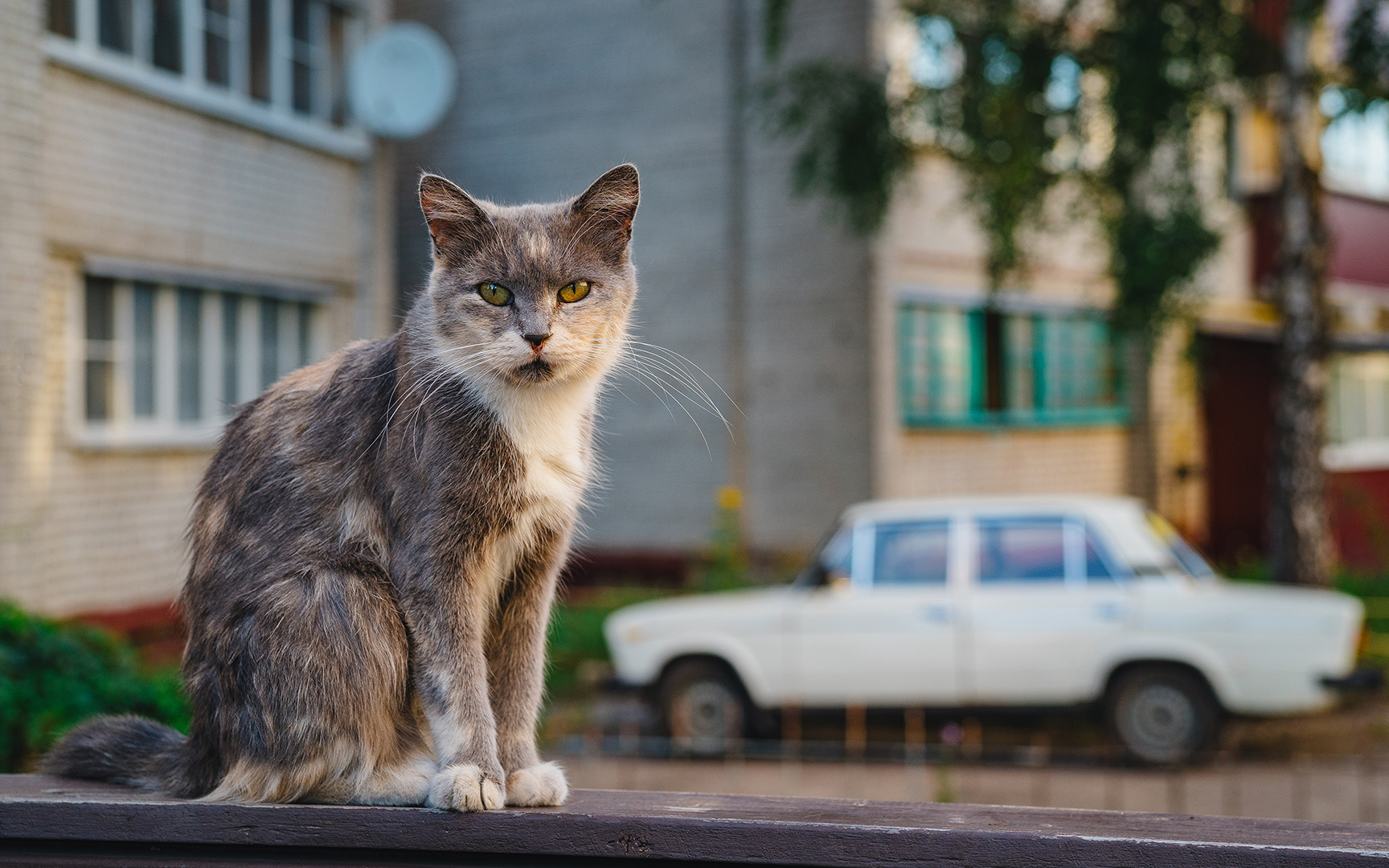 Кот