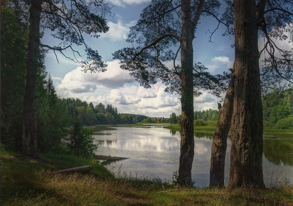 Сосновый бор на берегу реки Кубань