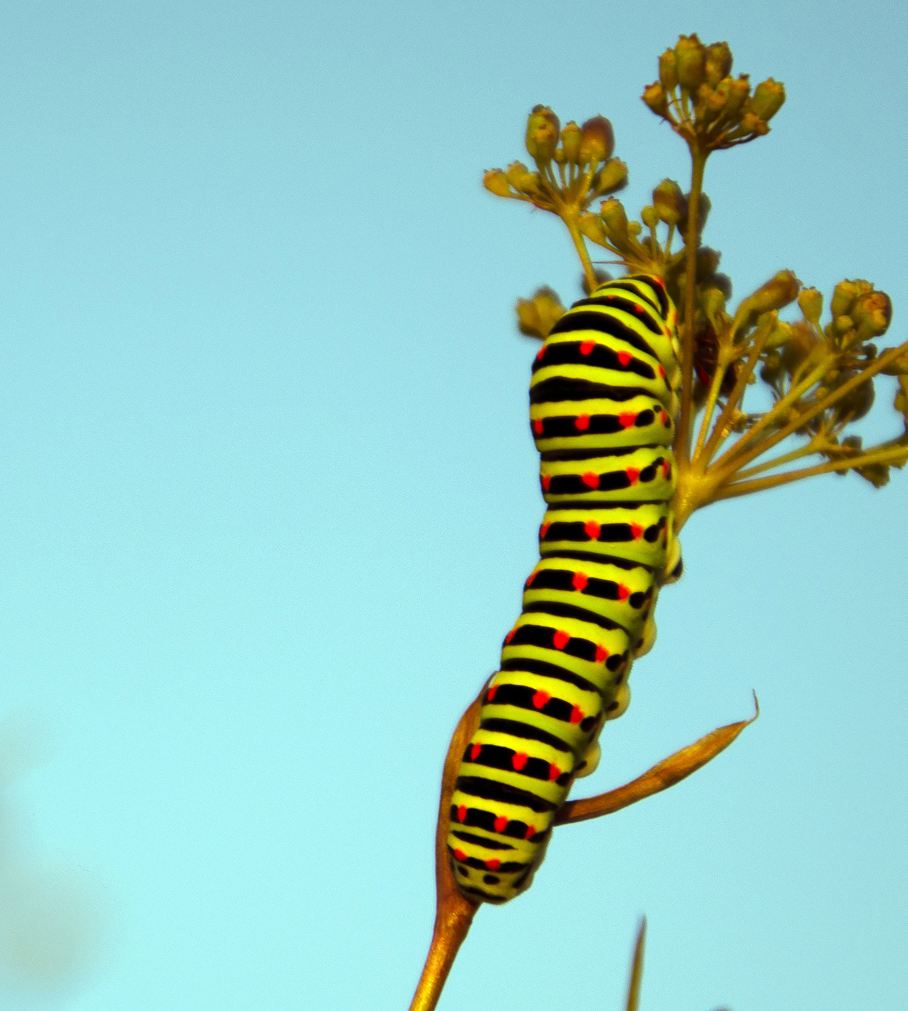 Papilio machaon