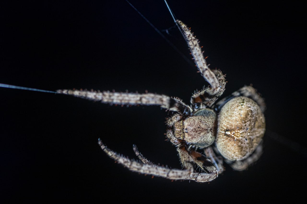 araneus ventricosus 