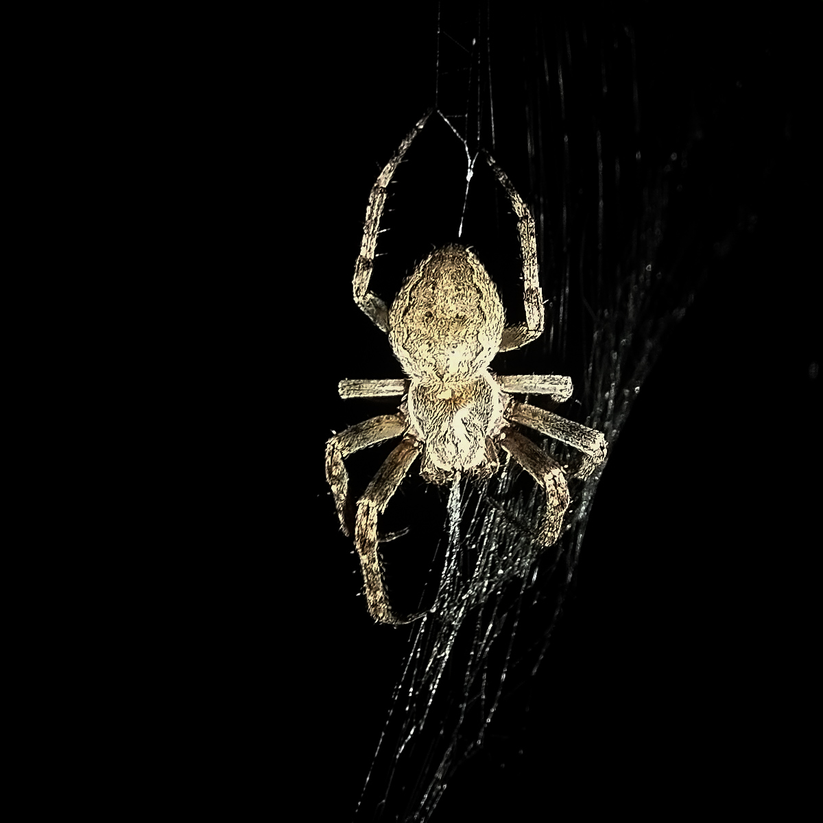 Крестовик (лат. Araneus)