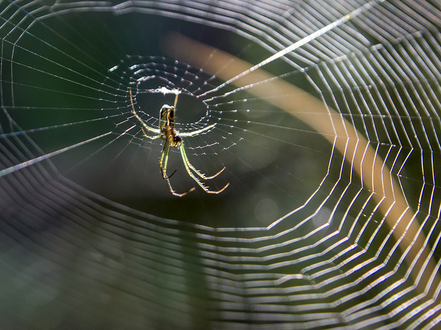 Leucauge argyra