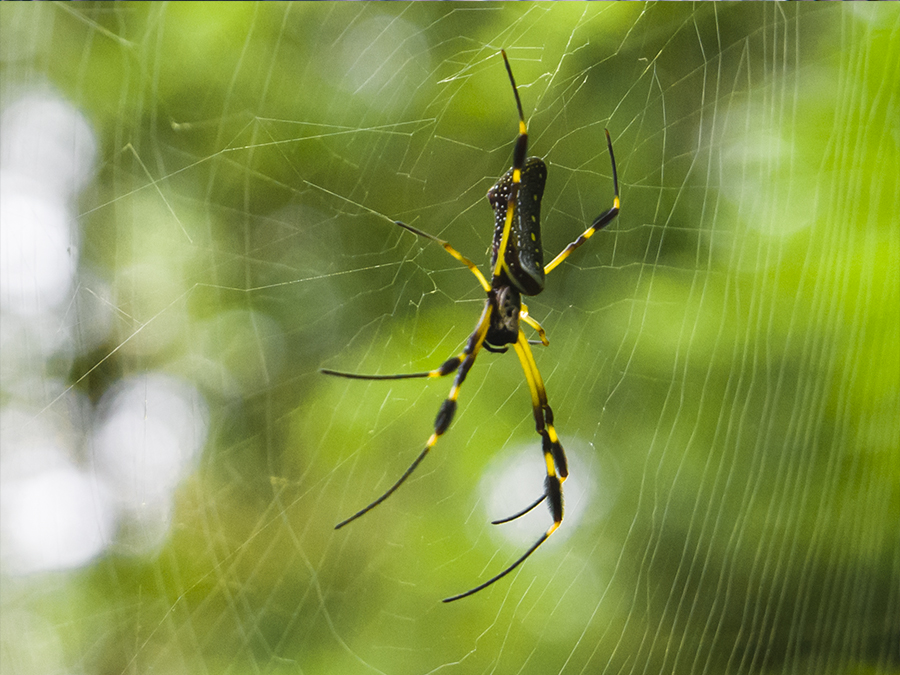 Banana Spider (Nephila clavipes)