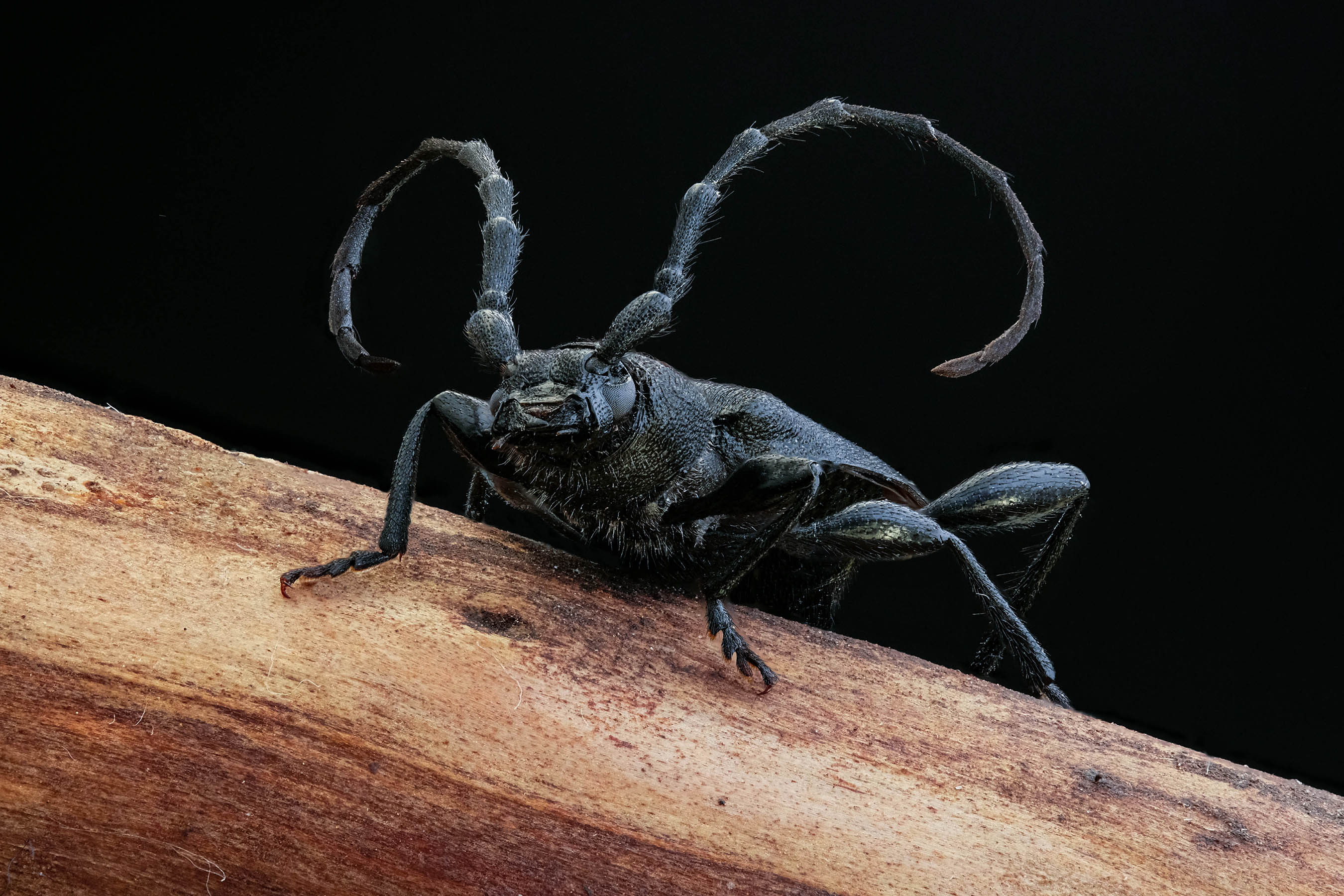 Кавказский дровосек (лат. Xylosteus caucasicola)