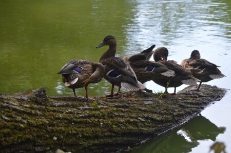 Воронцовский парк 24-0704 утки