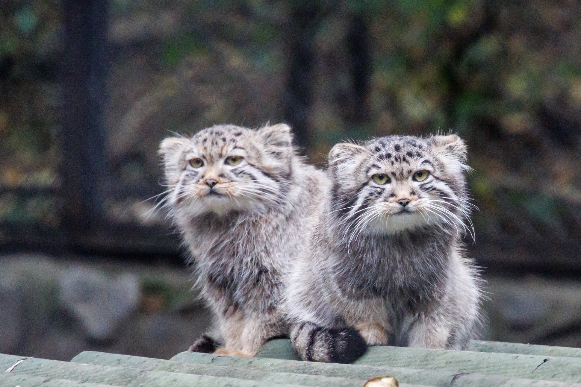 братья котики