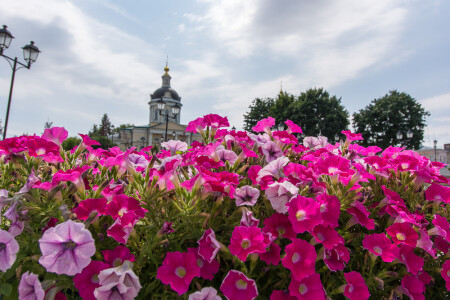 Цветы Коломны