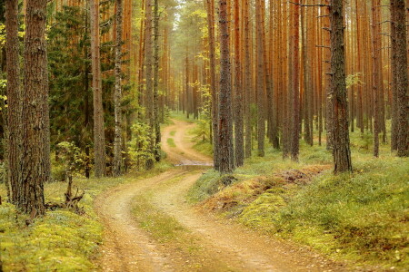 дорога в осень