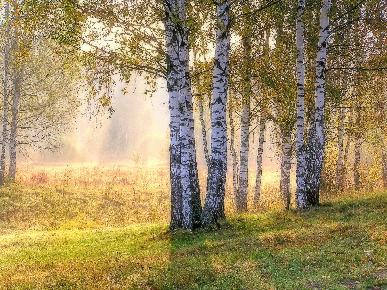 Солнечный осенний лес