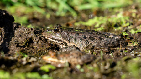 Две лягушки