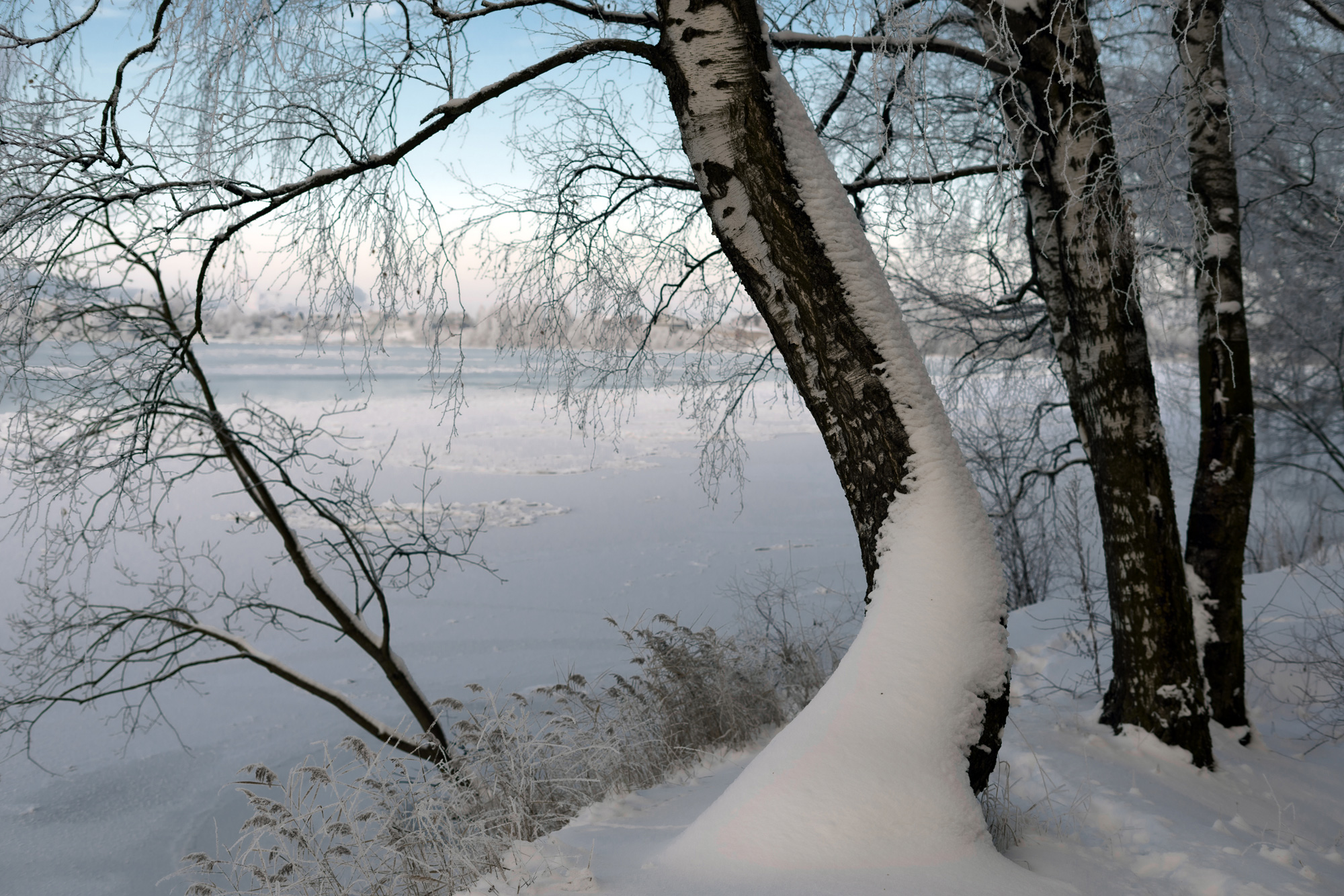 Тянула березка руки к воде