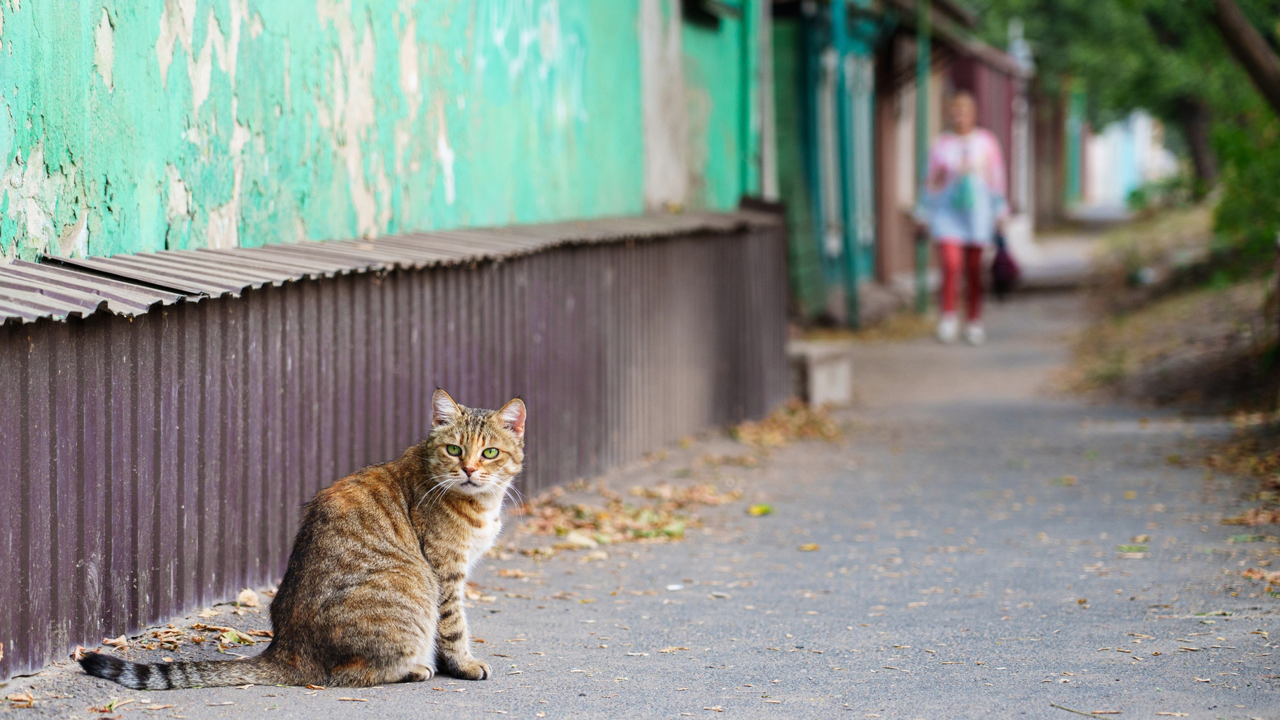 Кот