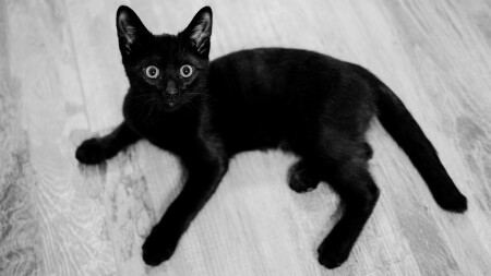 Кот