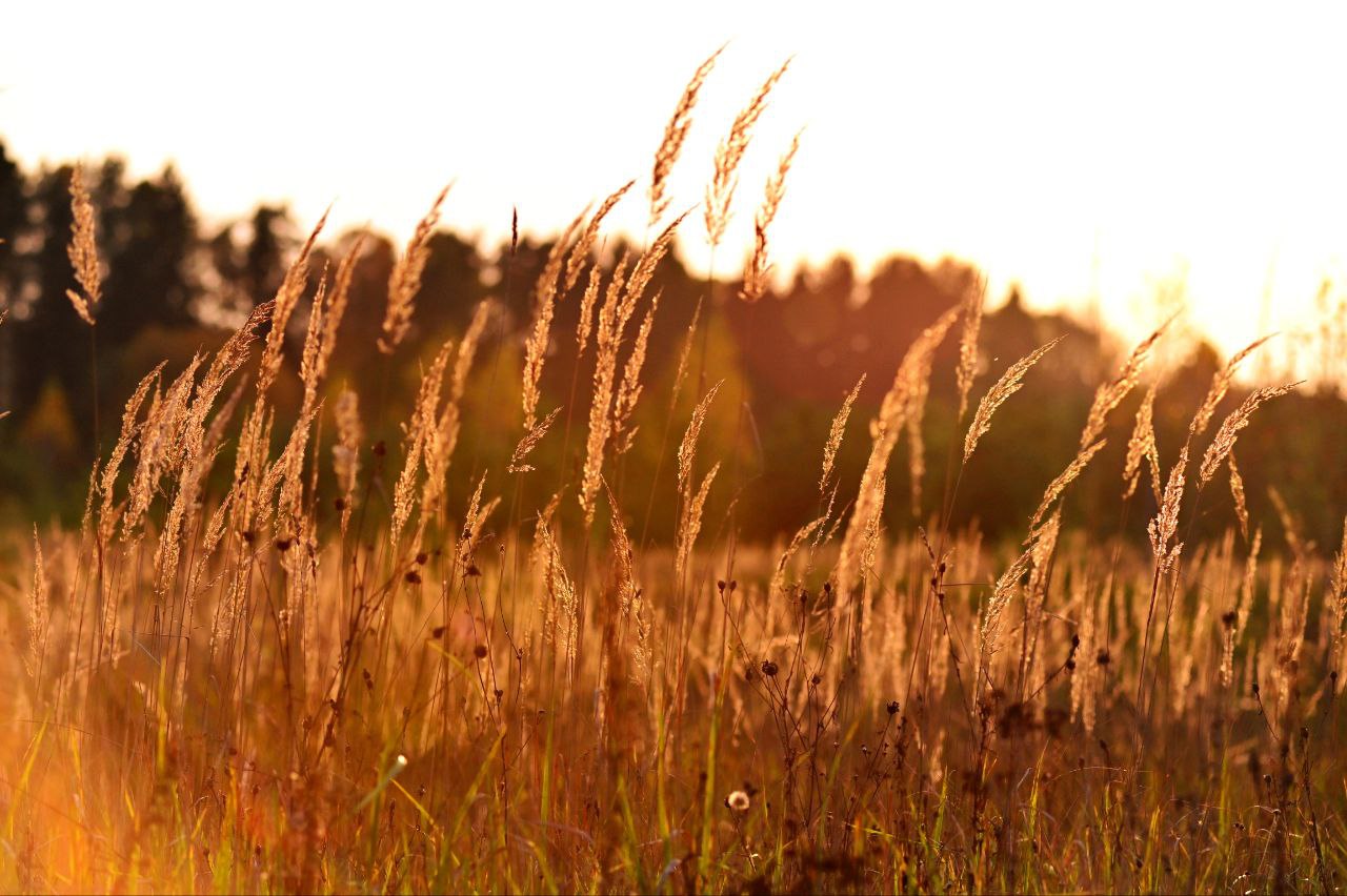 Fields Of Gold 