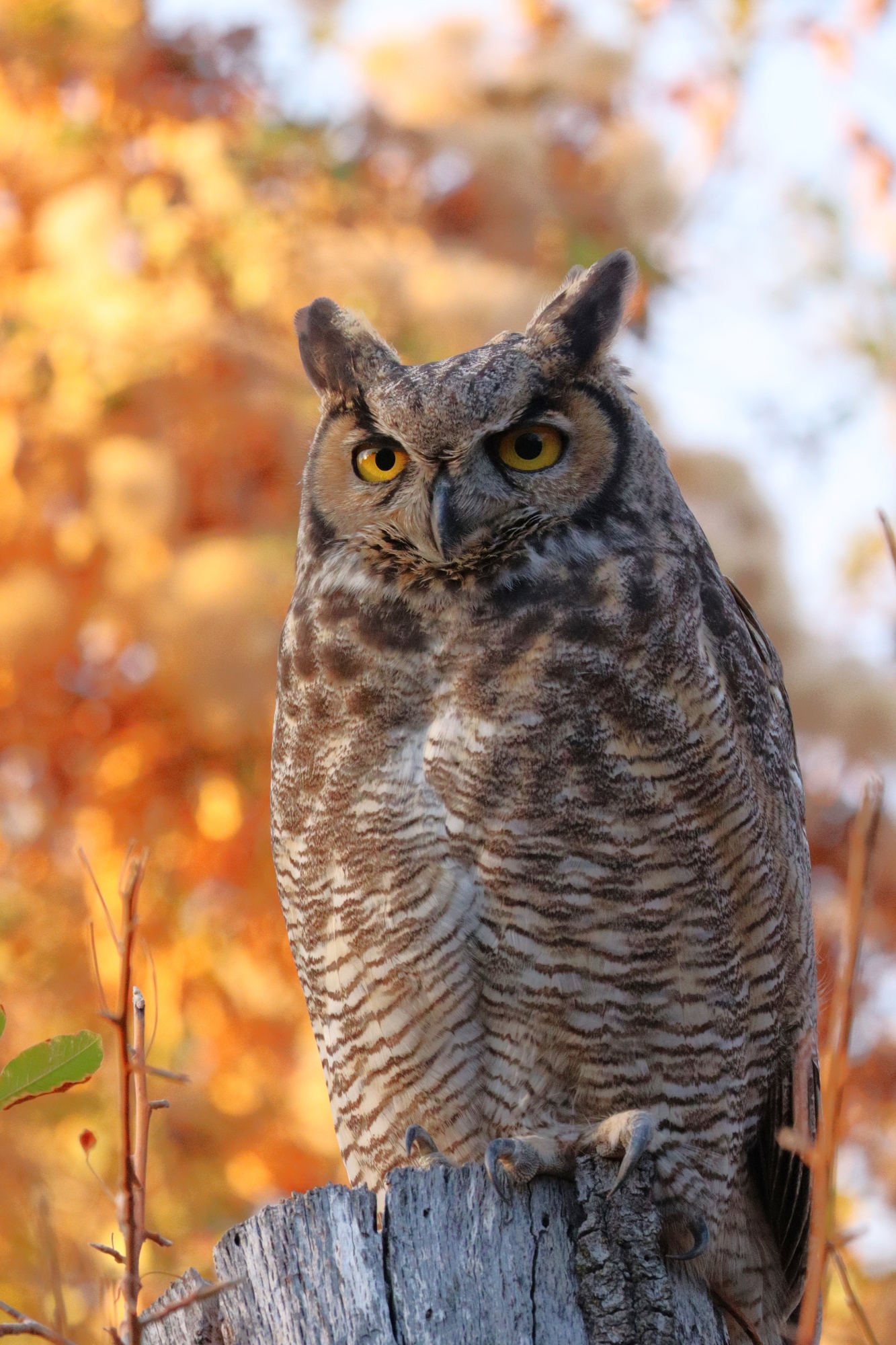 Виргинский филин (Bubo virginianus)