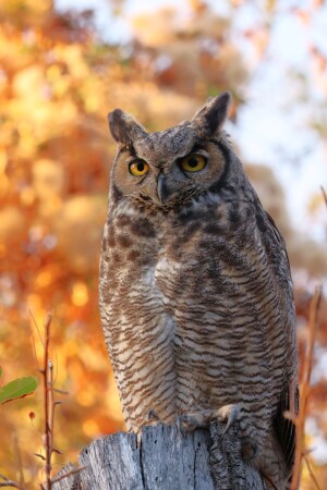 Виргинский филин (Bubo virginianus)