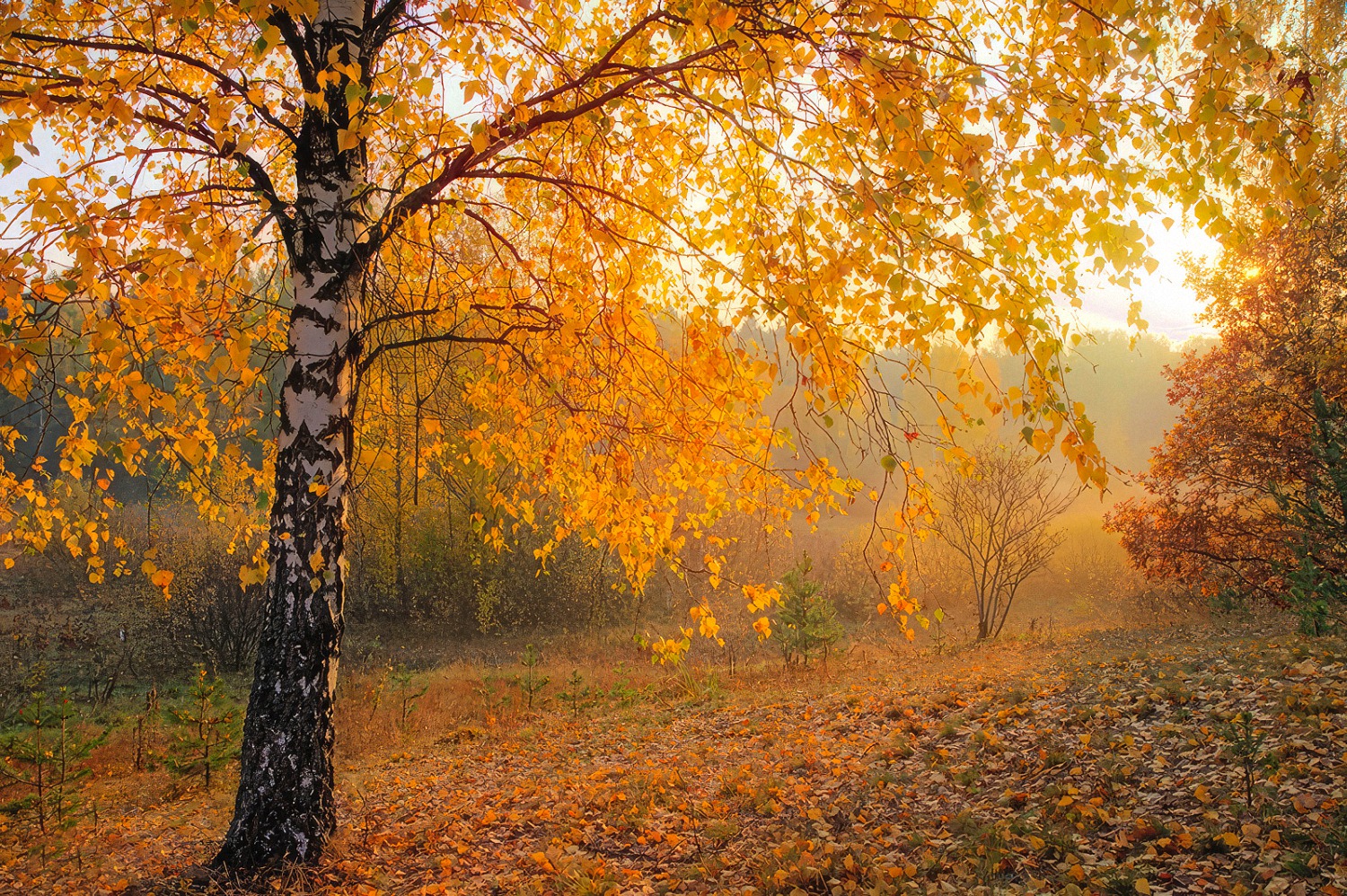 В осеннем лесу