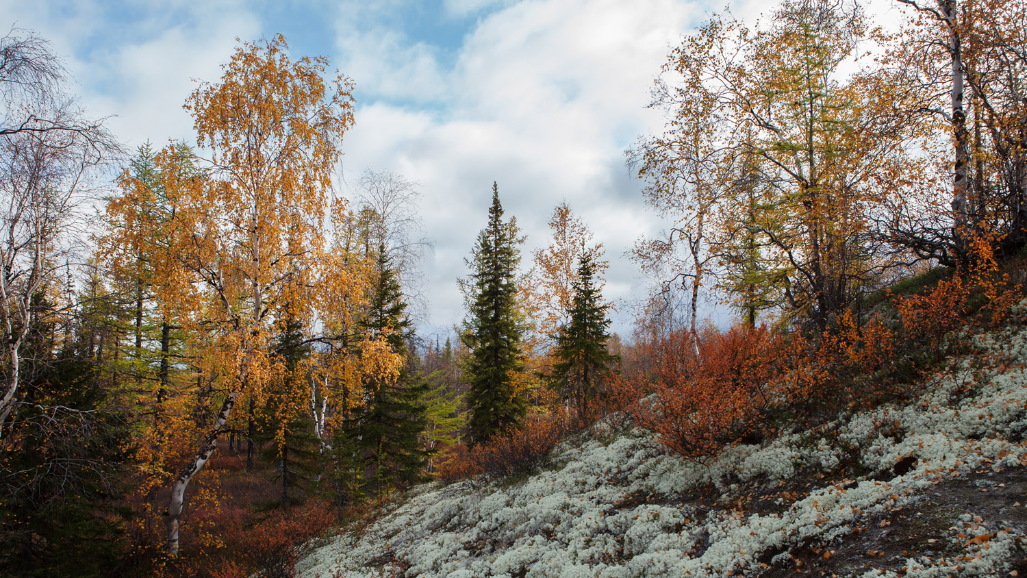 и снова осень