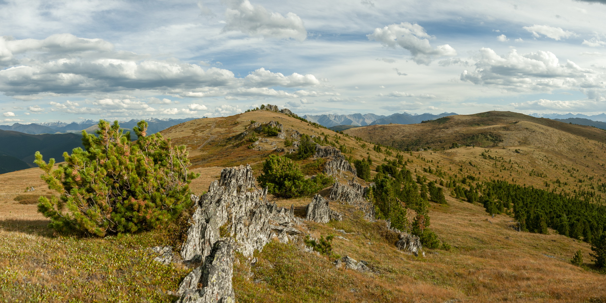 горы, кедры, облака