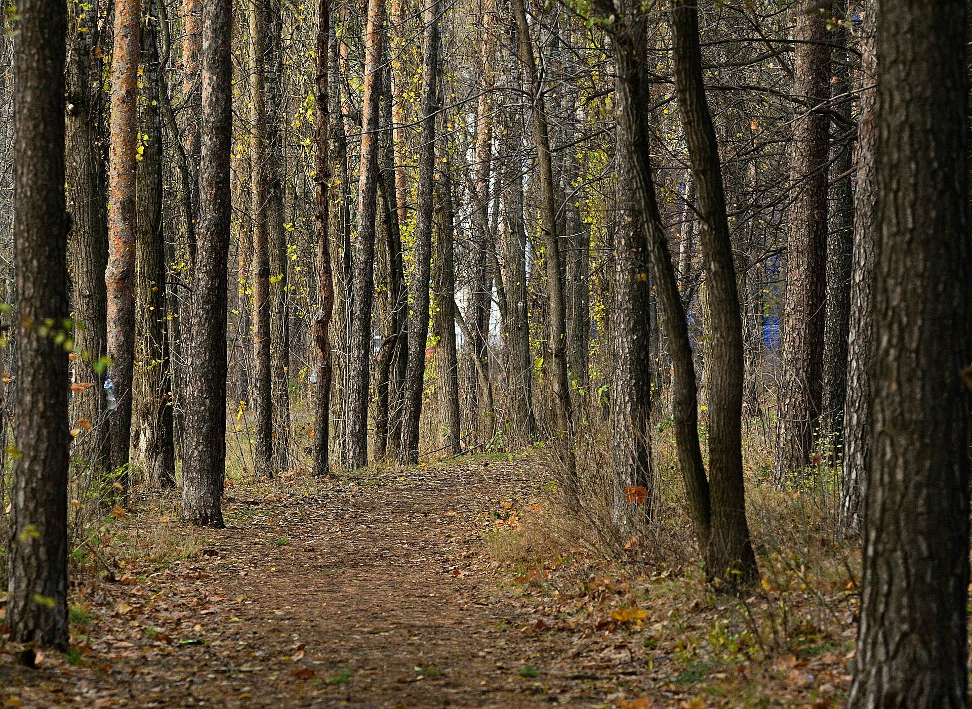 Лесная тропинка.