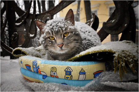 Культурные коты живут в культурных столицах...