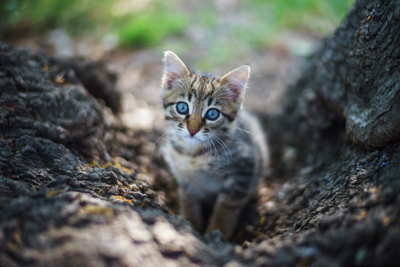 Котенок по имени Гав )))