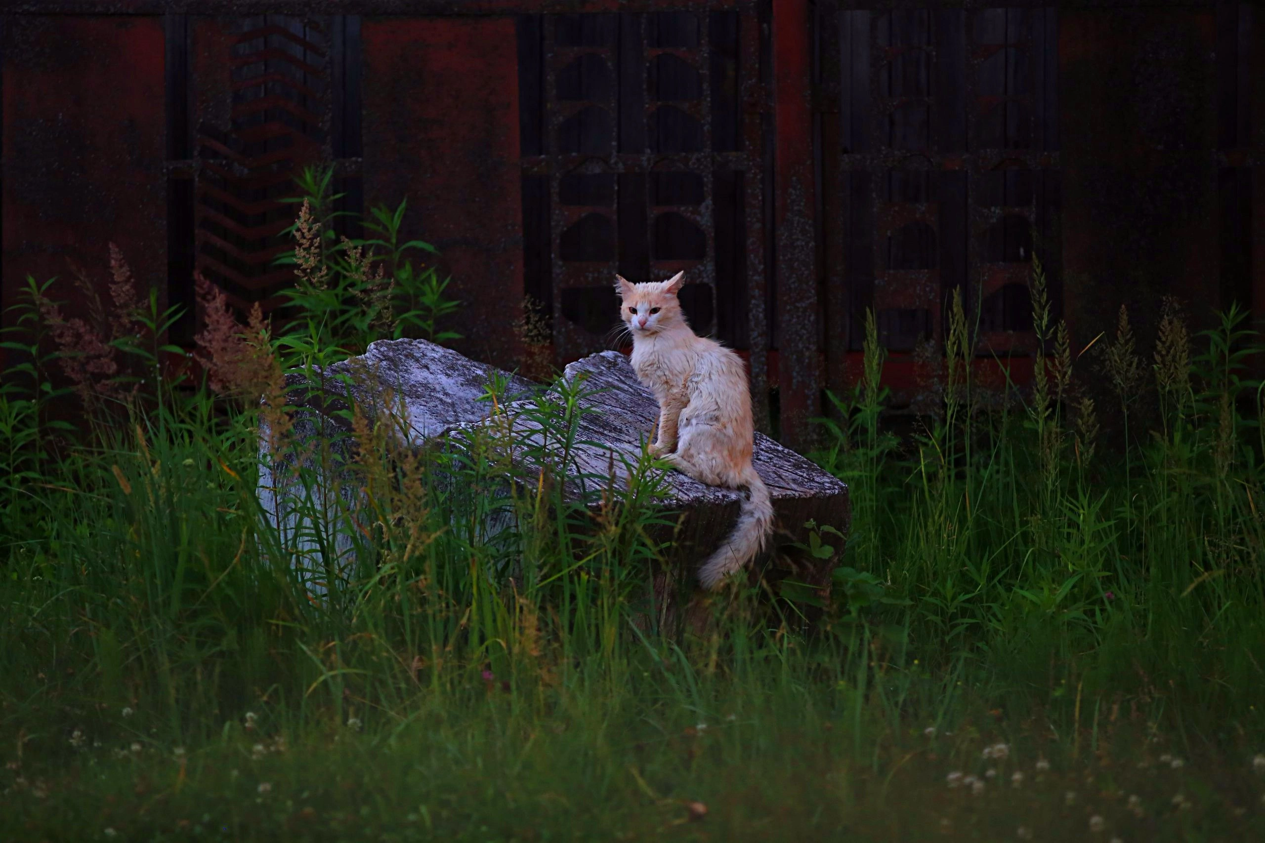 Сказочно потрёпанный кот