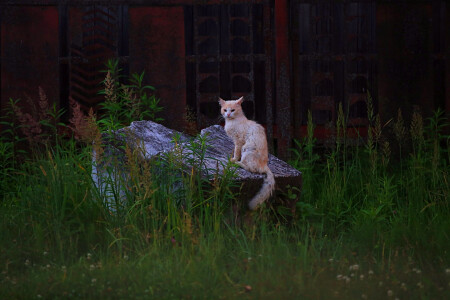Сказочно потрёпанный кот