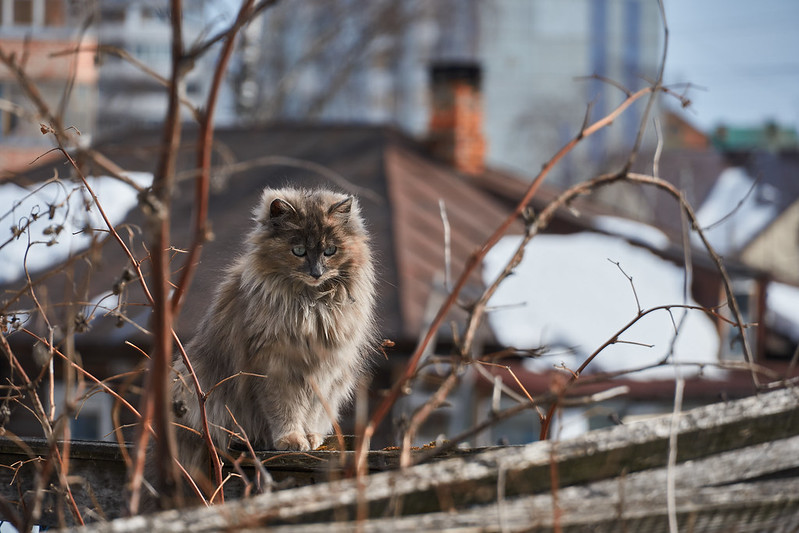 Весна. Коты распустились.