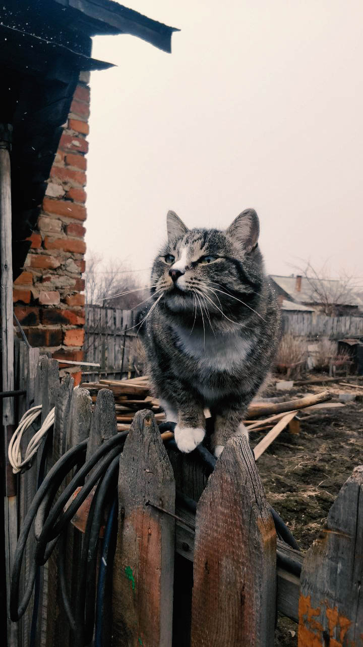 На заборе в деревне