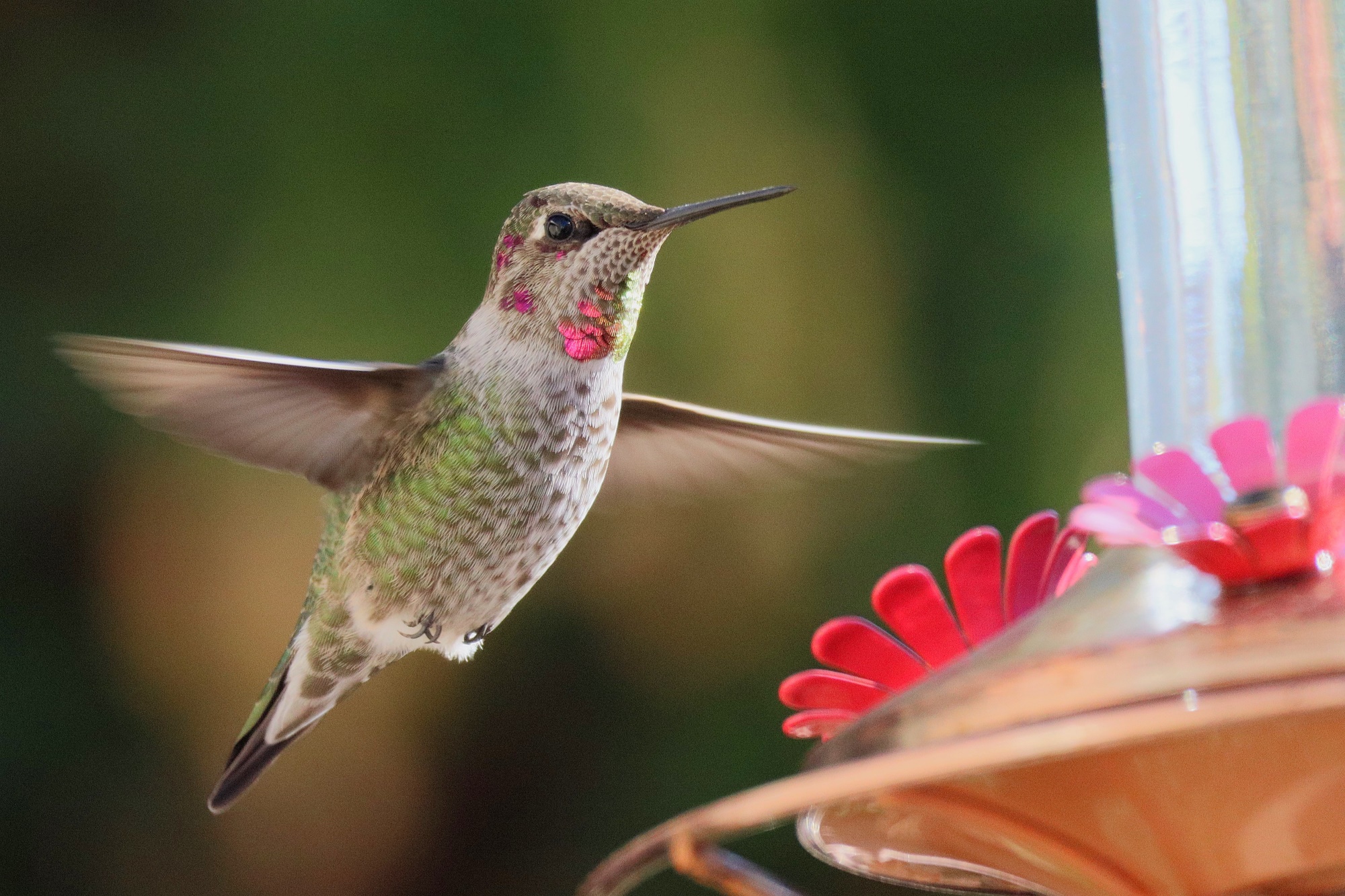 Hummingbird