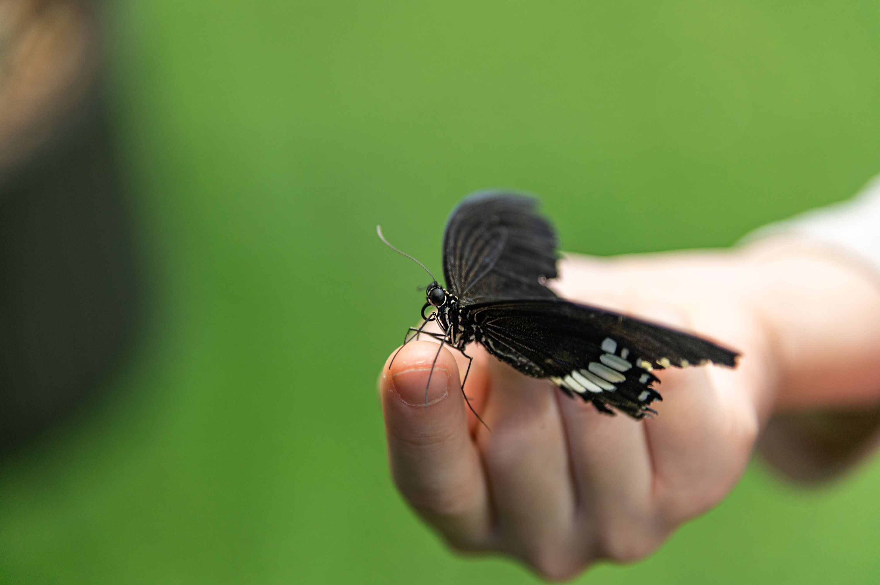 Papilio polytes